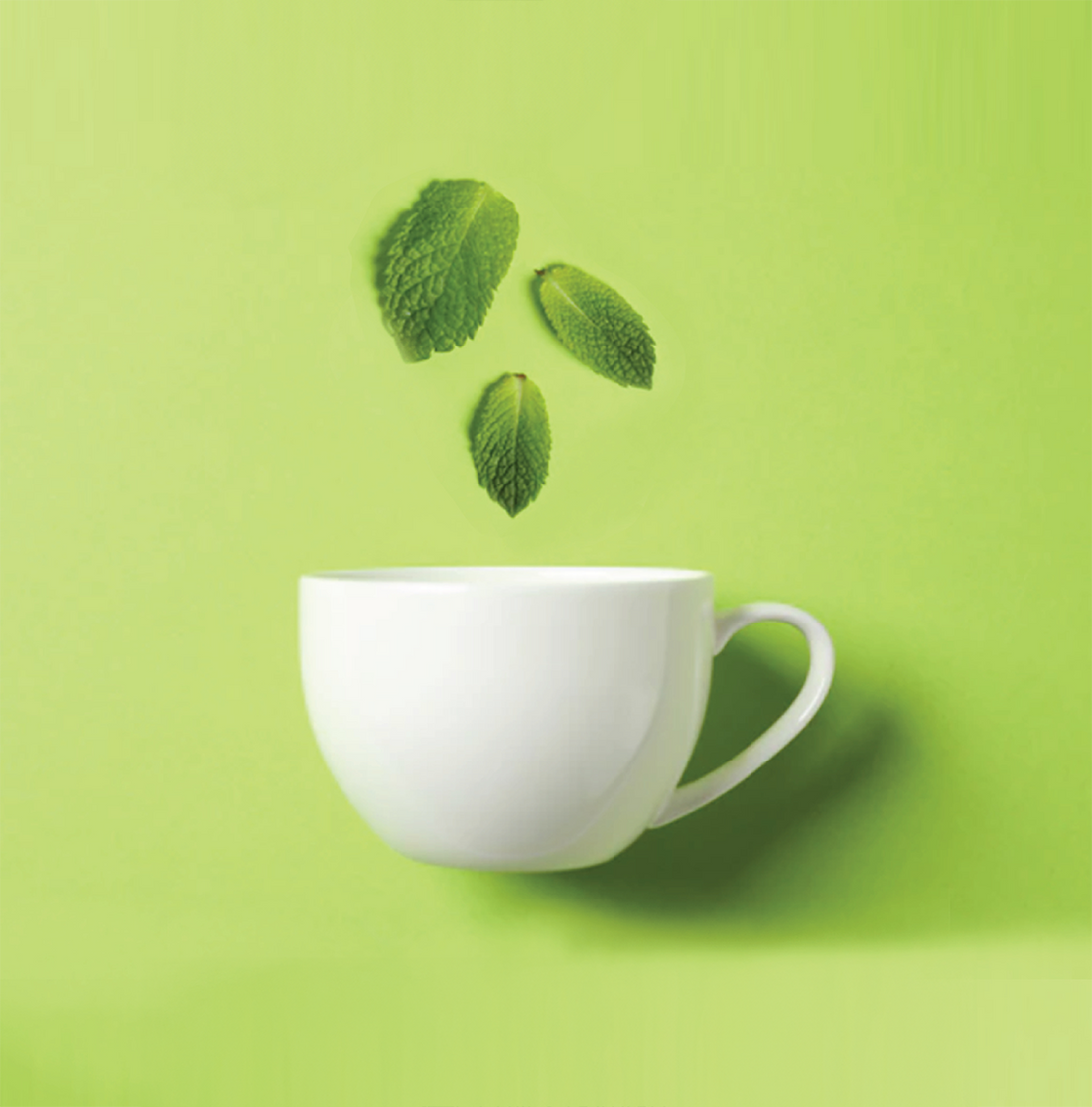 What is Stevia?